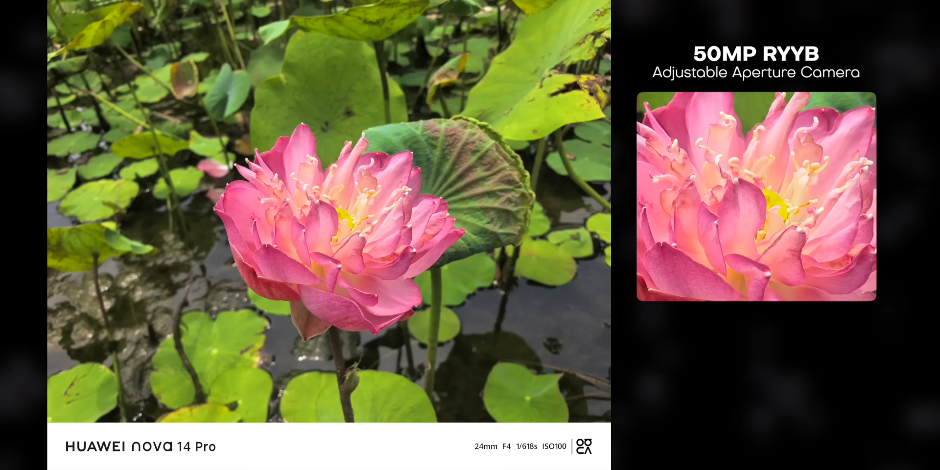 Adjustable aperture di f/4 menghasilkan foto dengan detail kelopak yang tajam di kondisi terang