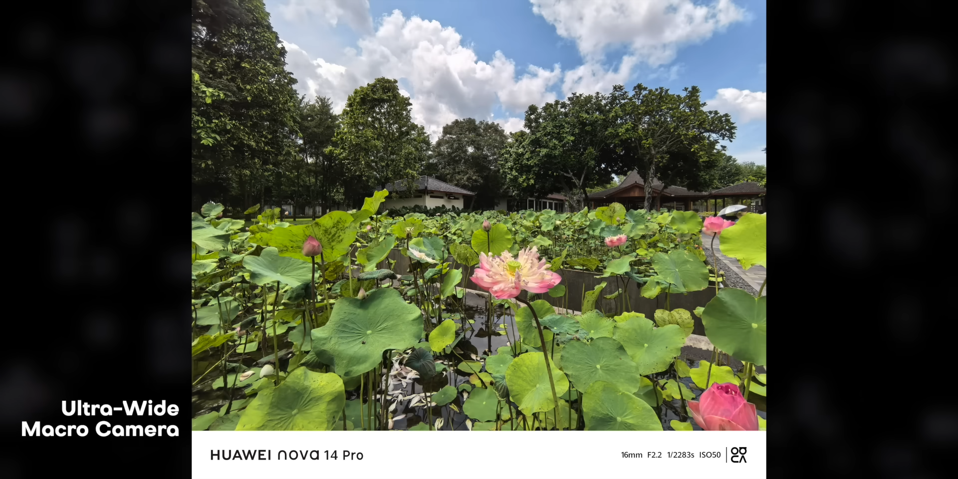 Foto kolam teratai luas dengan lensa ultrawide 16mm Huawei Nova 14 Pro