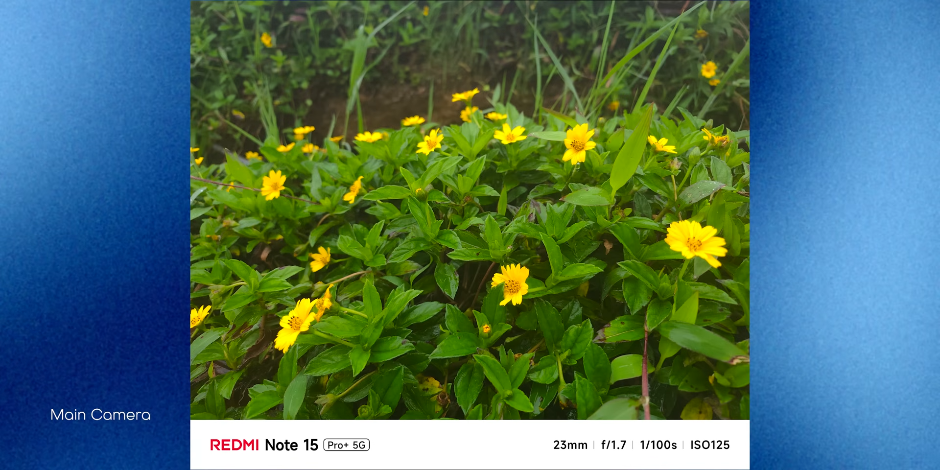 Warna kuning bunga tampil akurat dan natural tanpa terlihat oversaturated