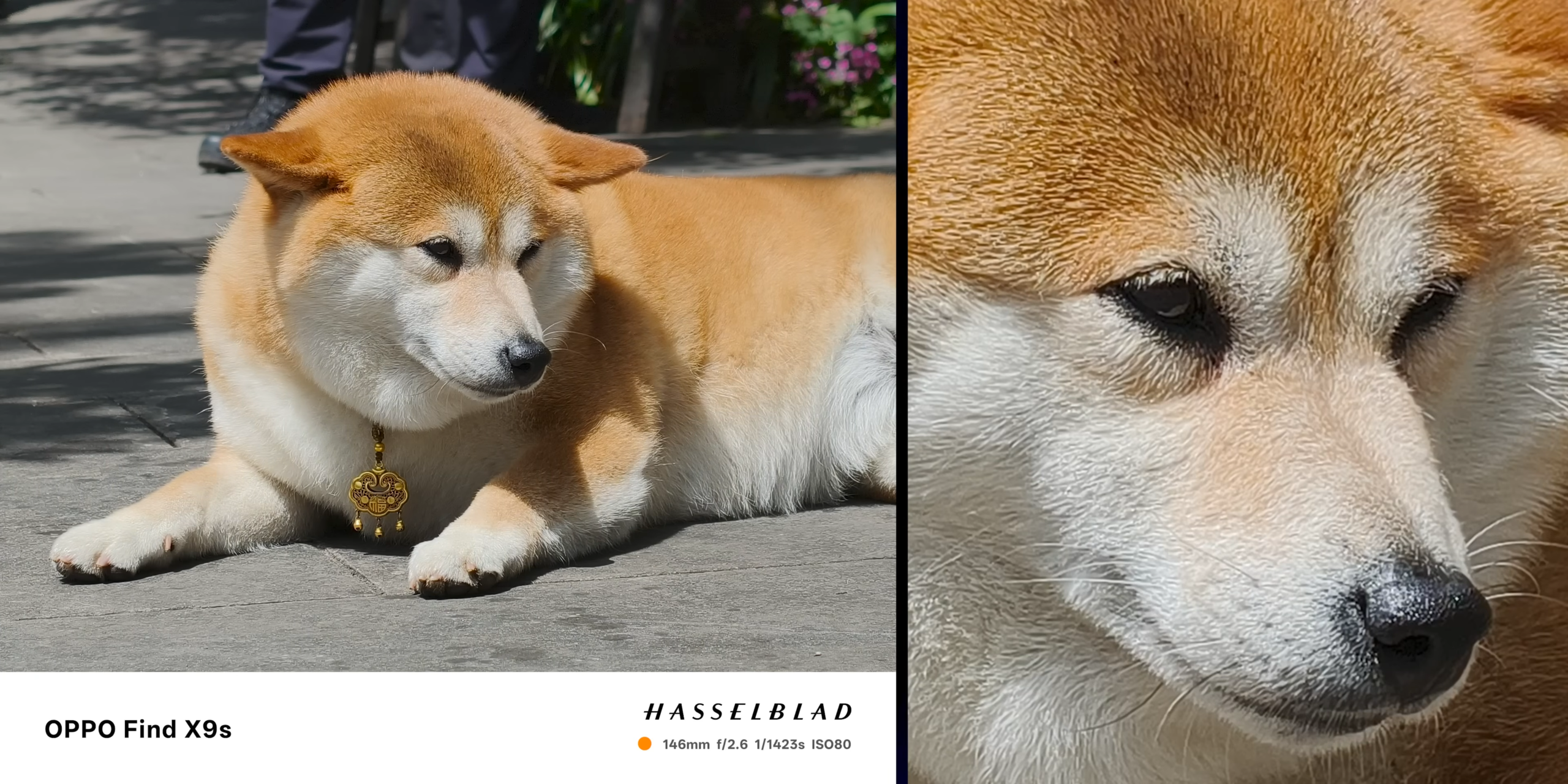 Hasil zoom OPPO Find X9s menangkap detail bulu dan wajah anjing dengan jelas
