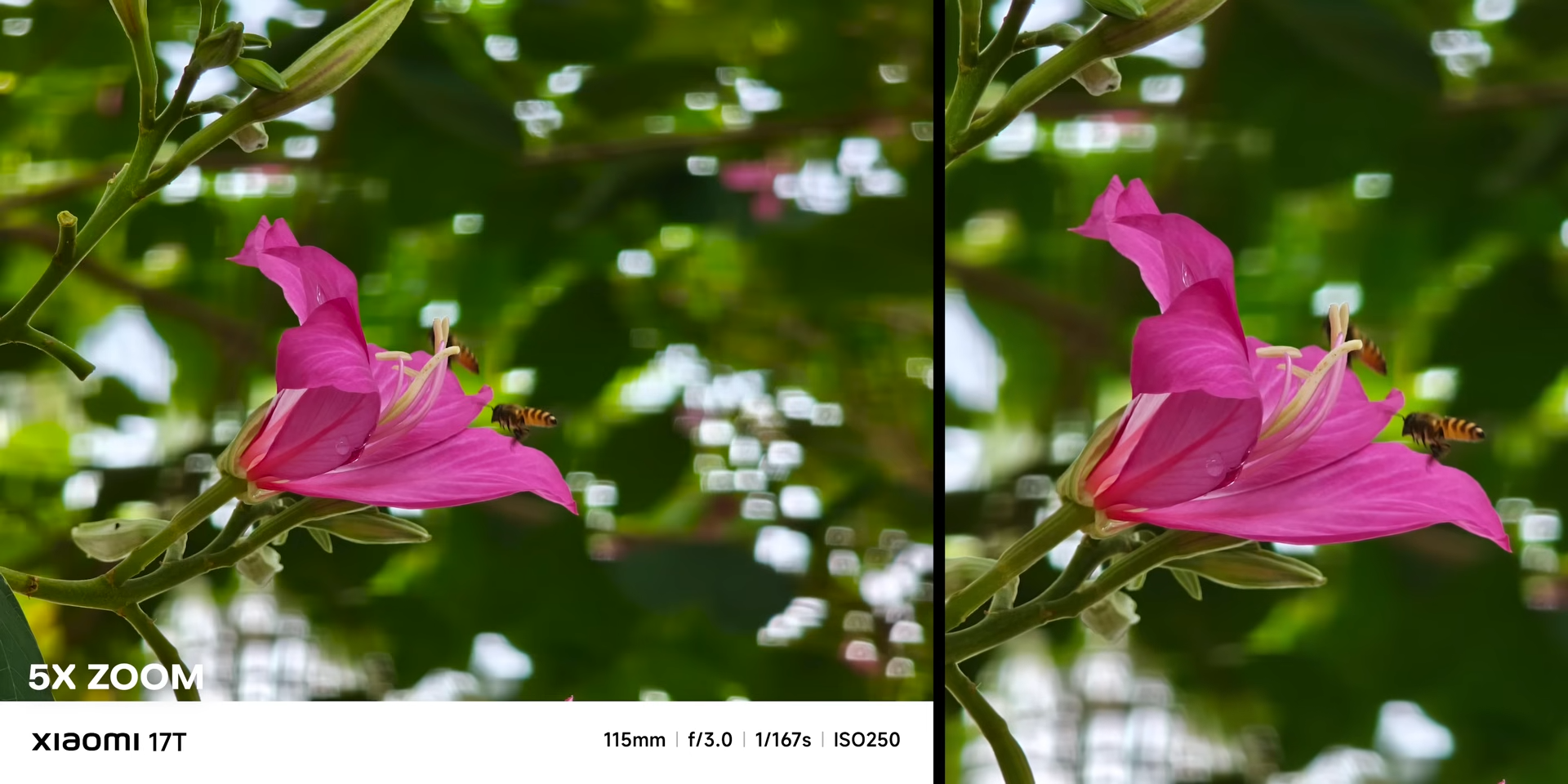 Hasil foto 5x zoom bunga dengan periscope telephoto Xiaomi 17T