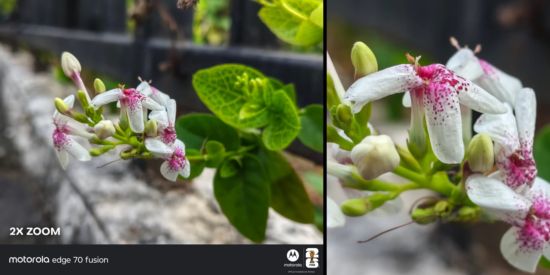 Hasil foto 2x zoom rangkaian bunga dengan Motorola Edge 70 Fusion