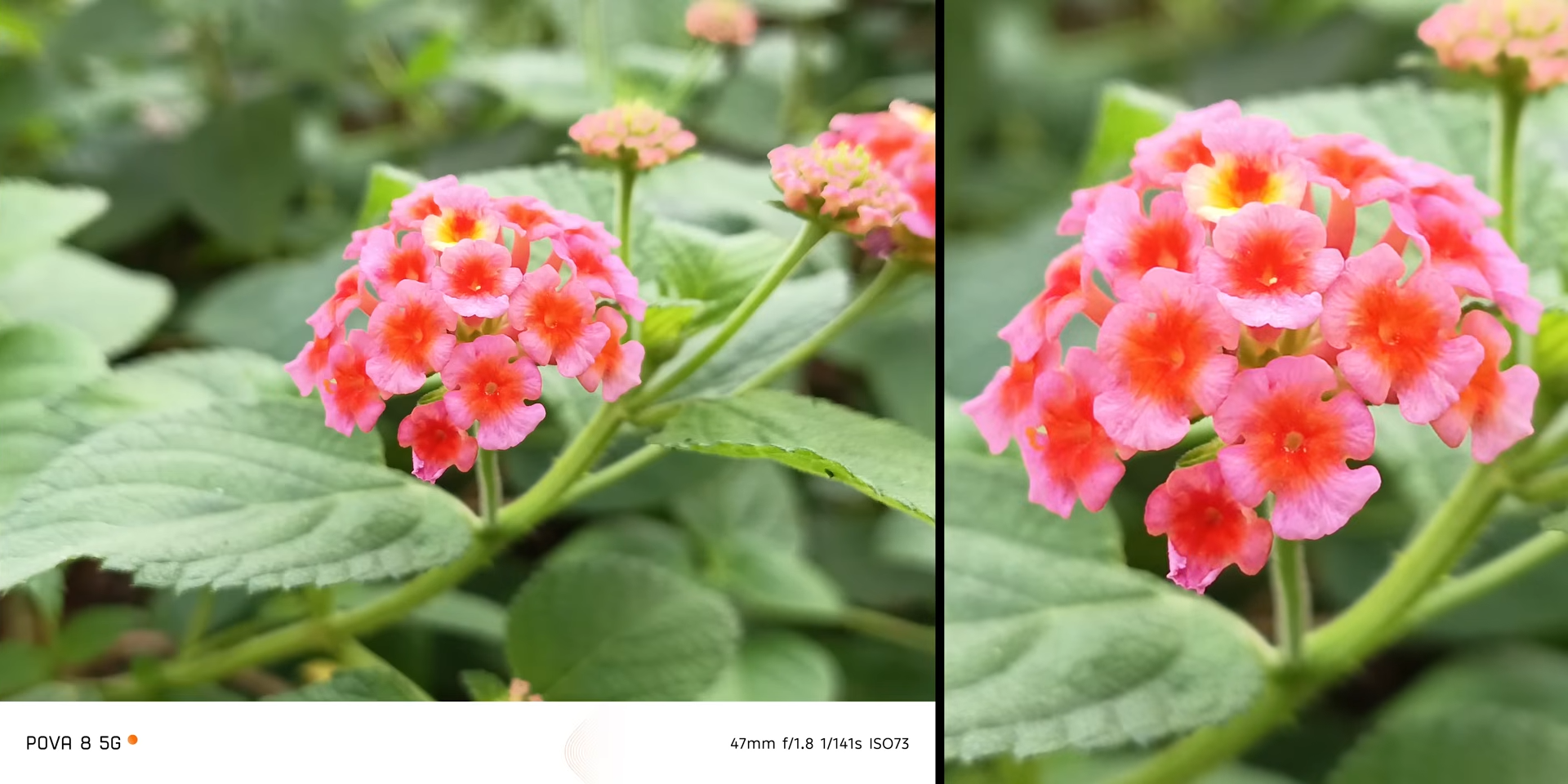 Hasil foto rangkaian bunga dengan main camera POVA 8 5G